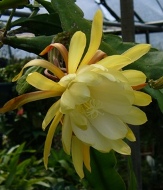 Yellow Orchid Cactus, Epiphyllum Yellow, Epiphyllum 'Yellow'